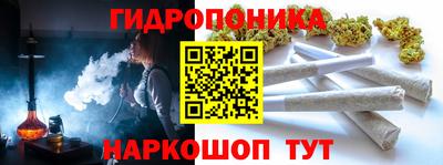 шишки Гай
